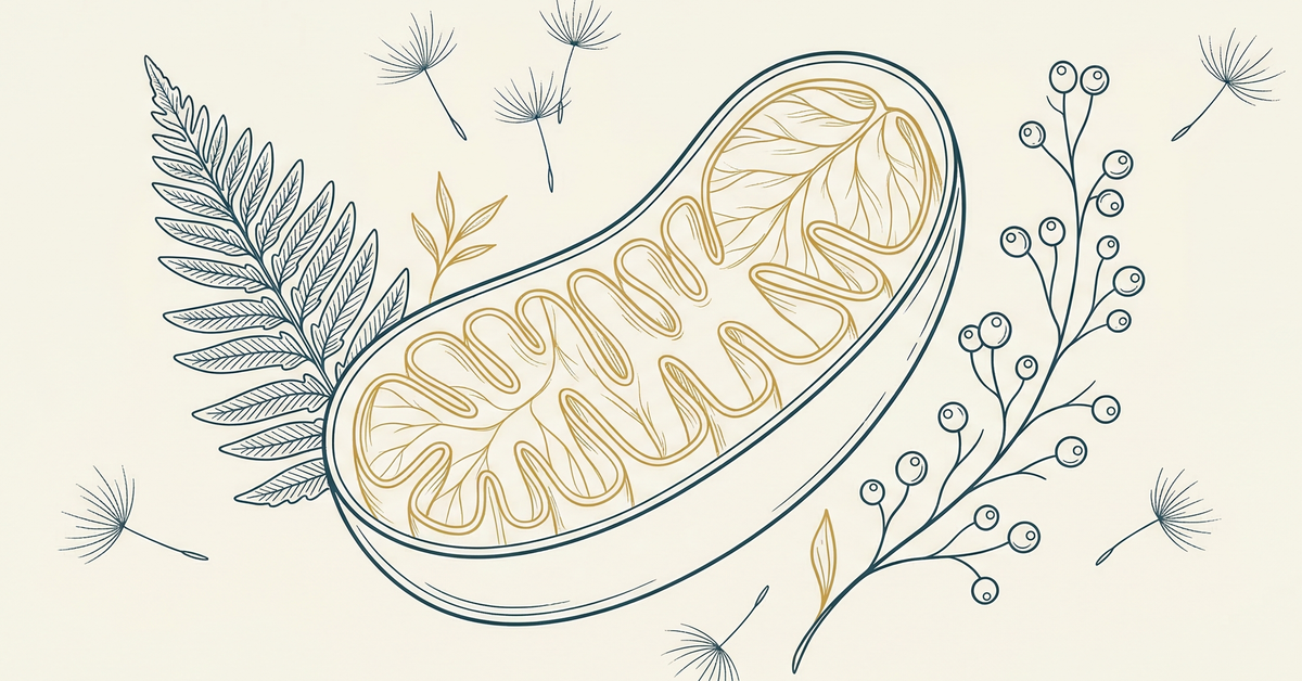 Fine-line botanical illustration of a mitochondrion with golden cristae, surrounded by fern fronds and berry clusters — cellular energy concept