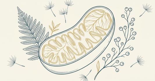 Fine-line botanical illustration of a mitochondrion with golden cristae, surrounded by fern fronds and berry clusters — cellular energy concept
