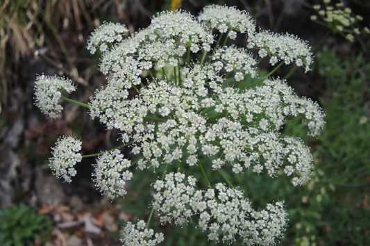 What Is Hay Fever Allergy?