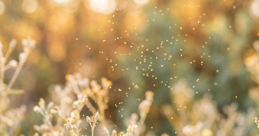 Golden pollen grains suspended in warm spring sunlight with amber bokeh and soft-focus wildflowers