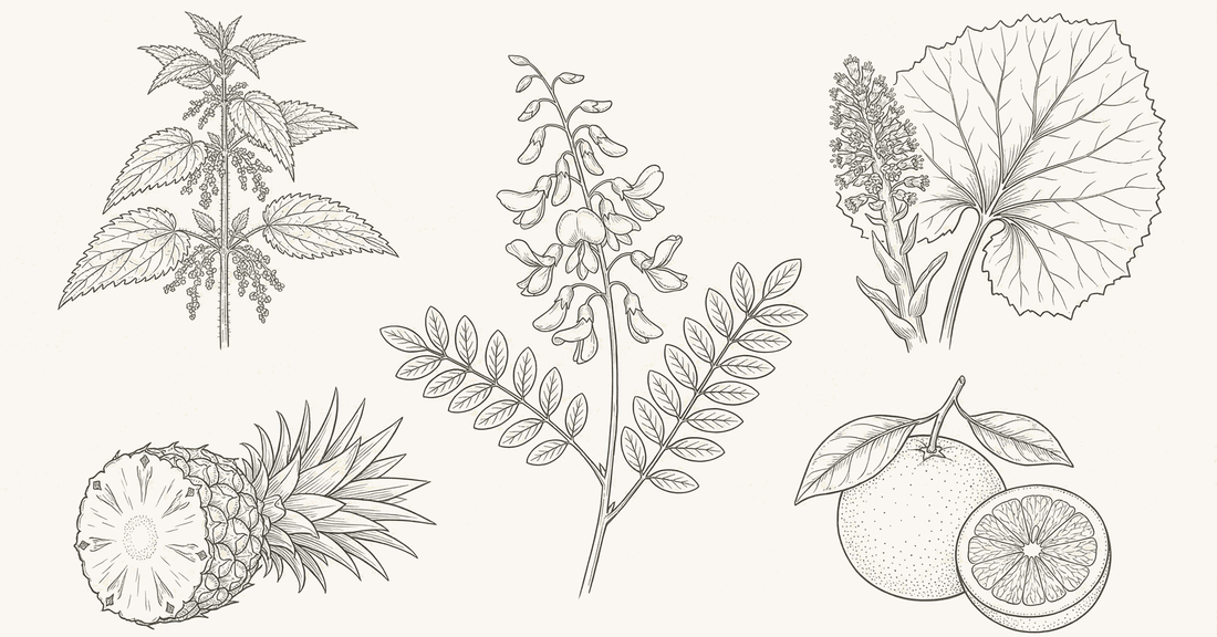 Line-art botanical illustration of five antihistamine herbs: Sophora japonica, stinging nettle, pineapple, butterbur, and citrus