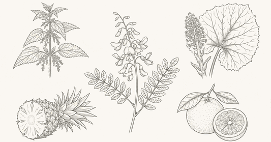 Line-art botanical illustration of five antihistamine herbs: Sophora japonica, stinging nettle, pineapple, butterbur, and citrus