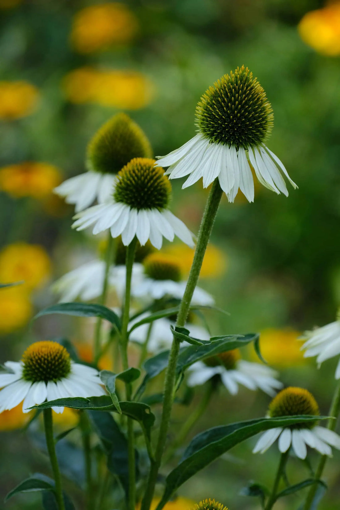 How to Choose the Best Allergy Medicine to Suit Your Needs