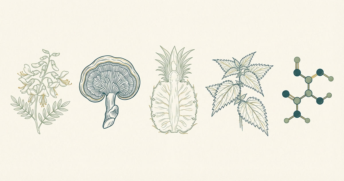 Line-art botanical illustration of five longevity compounds: Sophora japonica flower, reishi mushroom, pineapple cross-section, stinging nettle leaves, and NAC molecular structure