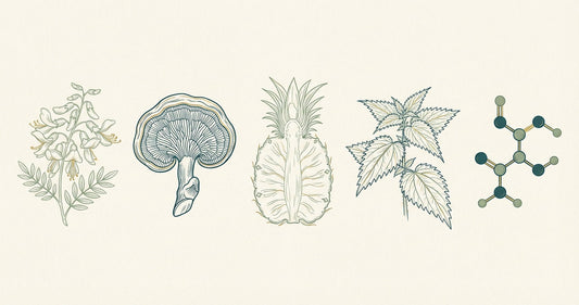 Line-art botanical illustration of five longevity compounds: Sophora japonica flower, reishi mushroom, pineapple cross-section, stinging nettle leaves, and NAC molecular structure