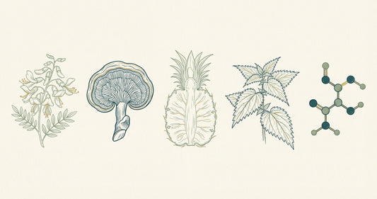 Line-art botanical illustration of five longevity compounds: Sophora japonica flower, reishi mushroom, pineapple cross-section, stinging nettle leaves, and NAC molecular structure