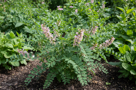 Unveiling the Health Wonders of Astragalus