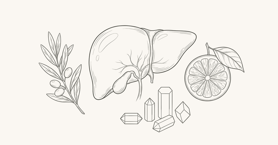 Line-art botanical illustration of liver and gallbladder anatomy with olive branch, grapefruit, and Epsom salt crystals