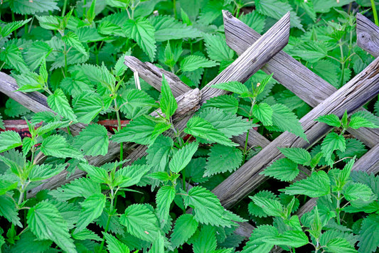 Stinging Nettles for Allergies
