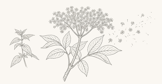 Line-art botanical illustration of elderflower and stinging nettle with scattered spring pollen — botanicals for the Spring Histamine Protocol