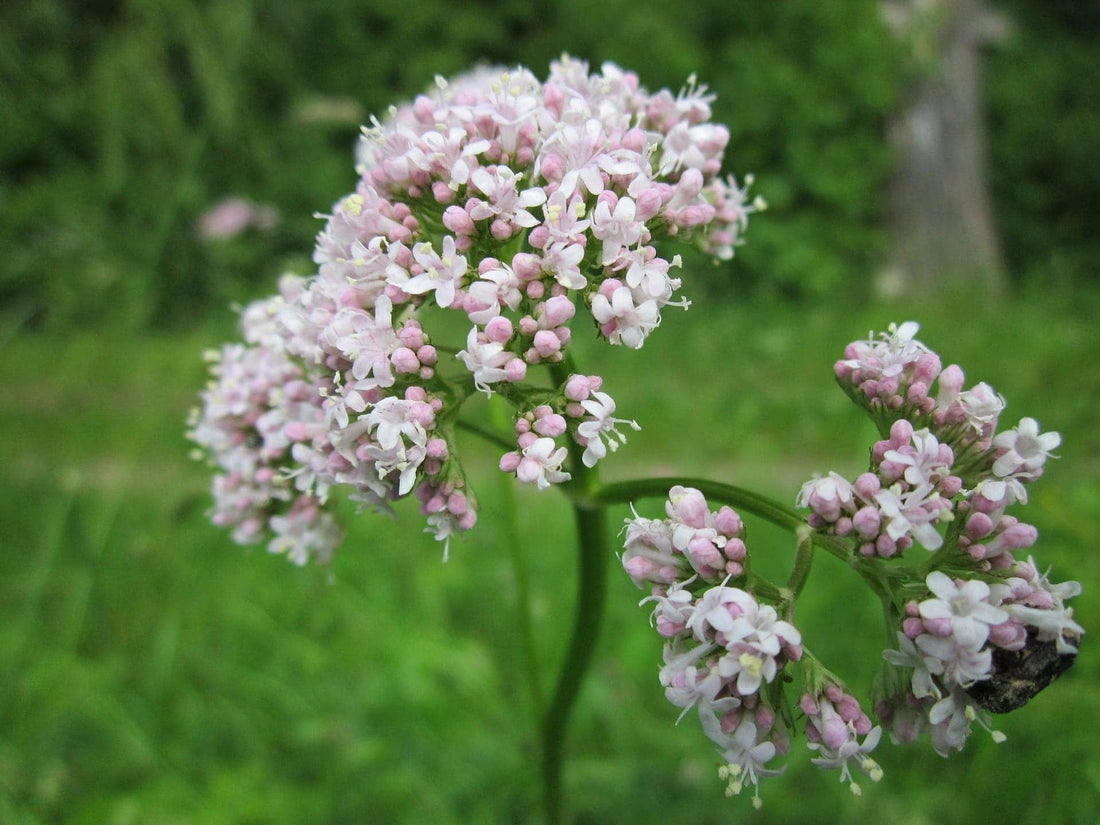 The Spirit of Valerian: Flower Meaning, Symbolism & Spiritual Properties