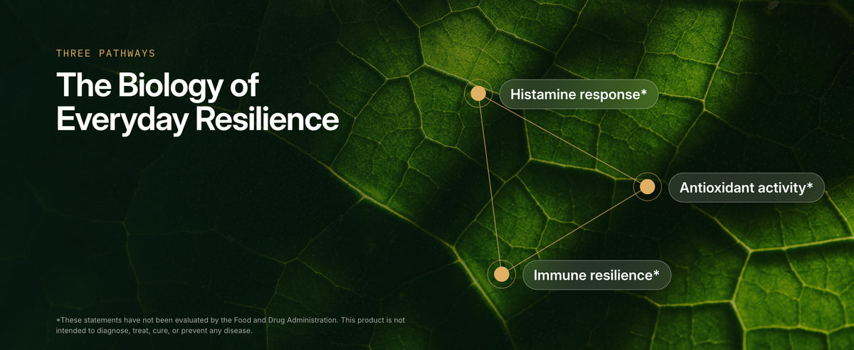 Three pathways drawn on leaf veins: histamine response, antioxidant activity, immune resilience